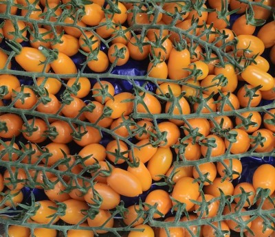 Foto Pomodoro Datterino Giallo Origine Italia Marchio Emanuela 2