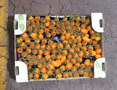 Foto Pomodoro Datterino Giallo Origine Italia Marchio Emanuela 3