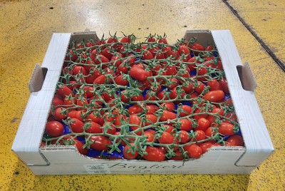 Foto Pomodoro Datterino Origine Italia Marchio Baglieri 1