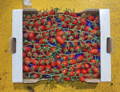 Foto Pomodoro Datterino Origine Italia Marchio Baglieri 2