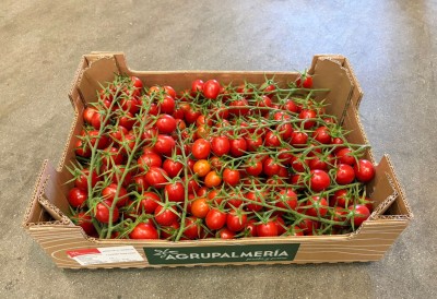 Foto Pomodoro Datterino Origine Spagna Marchio Agrupalmeria 1