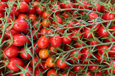 Foto Pomodoro Datterino Origine Spagna Marchio Agrupalmeria 2