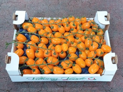 Foto Pomodoro Datterino Giallo Origine Italia Marchio Vittoria Verde  1