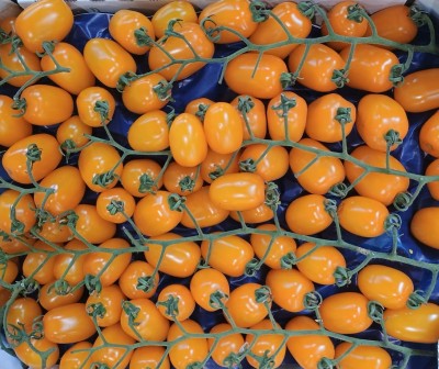 Foto Pomodoro Datterino Giallo Origine Italia Marchio Vittoria Verde  2