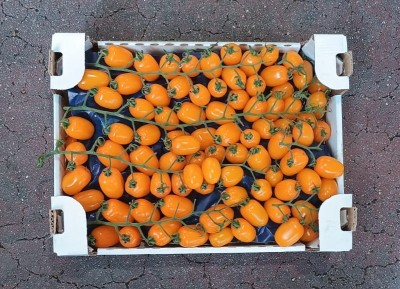 Foto Pomodoro Datterino Giallo Origine Italia Marchio Vittoria Verde  3