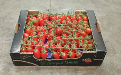 Foto Pomodoro Datterino Origine Italia Marchio Sempre Verde 1