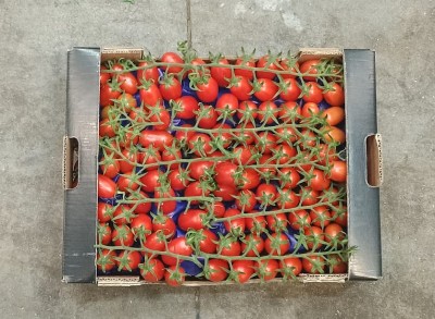 Foto Pomodoro Datterino Origine Italia Marchio Sempre Verde 3