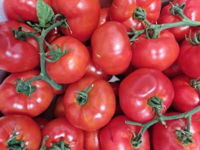 Foto Pomodoro Grappolo Origine Italia Marchio Sicilia 2