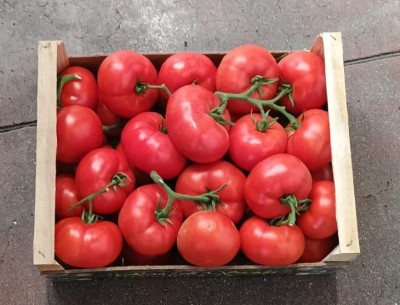 Foto Pomodoro Grappolo Origine Italia Marchio Rosa Alfonso  3