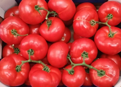Foto Pomodoro Grappolo Origine Italia Marchio Alma  2