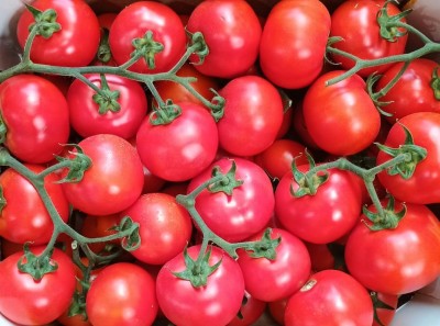 Foto Pomodoro Grappolo Origine Italia Marchio Francesca Lombardo 2