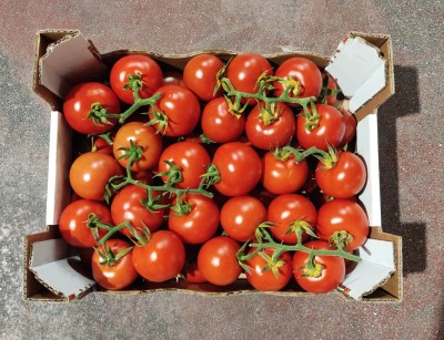 Foto Pomodori A Grappolo Origine Italia Marchio Siciliamo  3