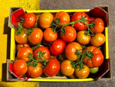 Foto Pomodoro Grappolo Origine Albania Marchio Hazizi Farm 3