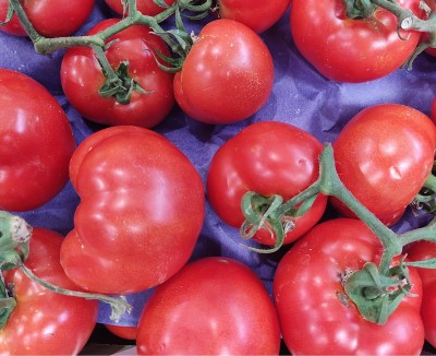 Foto Pomodoro Grappolo Origine Albania Marchio Hazizi Farm 2