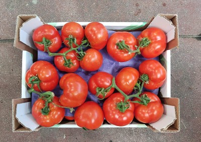 Foto Pomodoro Grappolo Origine Albania Marchio Hazizi Farm 3