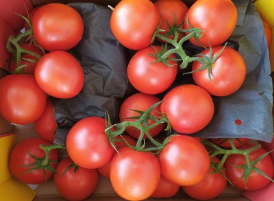 Foto Pomodoro Grappolo Origine Olanda Marchio Royal 2