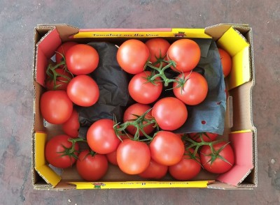 Foto Pomodoro Grappolo Origine Olanda Marchio Royal 3