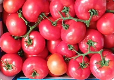 Foto Pomodoro Grappolo Origine Italia Marchio Sciortino  2
