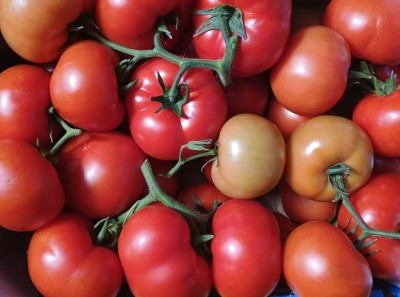 Foto Pomodoro Grappolo Origine Italia Marchio Sciortino  2