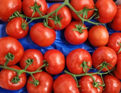 Foto Pomodoro Grappolo Origine Italia Marchio Ficicchia  2
