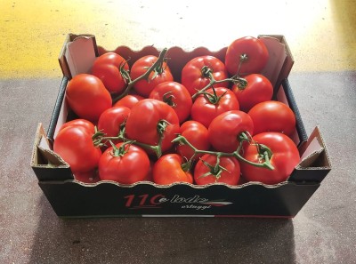 Foto Pomodoro Grappolo Origine Italia Marchio 110 e Lode 1