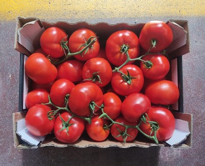 Foto Pomodoro Grappolo Origine Italia Marchio 110 e Lode 3