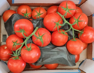 Foto Pomodoro Grappolo Origine Olanda Marchio Fenome 1