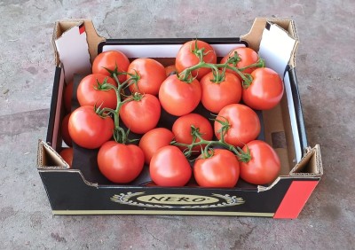 Foto Pomodoro Grappolo  Origine Olanda Marchio Nero 1