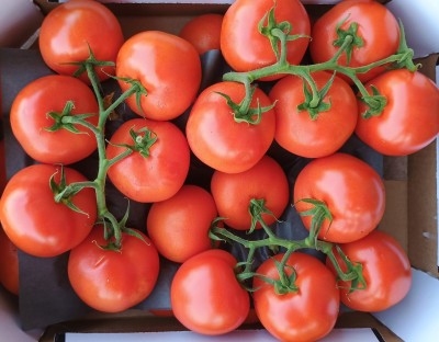 Foto Pomodoro Grappolo  Origine Olanda Marchio Nero 2