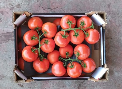 Foto Pomodoro Grappolo  Origine Olanda Marchio Nero 3