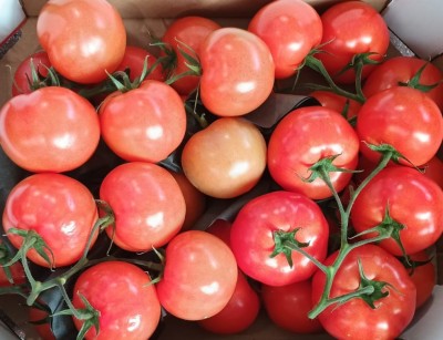 Foto Pomodoro Grappolo Origine Olanda Marchio Nero 2