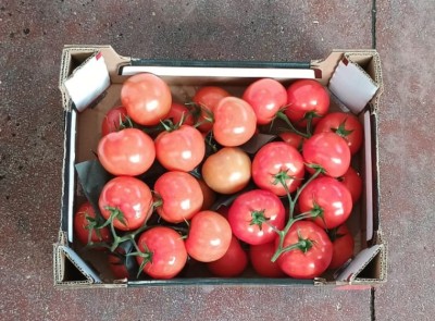 Foto Pomodoro Grappolo Origine Olanda Marchio Nero 3