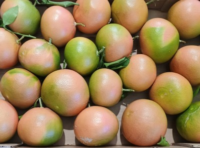 Foto Pompelmi Rosa Origine Italia Marchio Guarascio        2