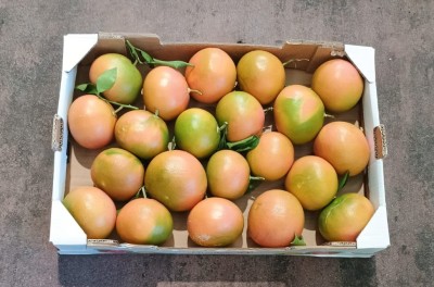 Foto Pompelmi Rosa Origine Italia Marchio Guarascio        3