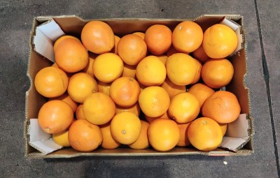 Foto Pompelmi Varietà Star Ruby Calibro 4 Origine Sud Africa Marchio Alliance  3