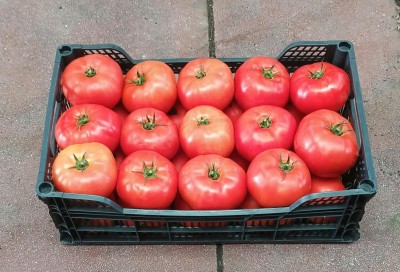 Foto Pomodori da Riso Varietà Daniela Origine Spagna Marchio Hortoventas  1