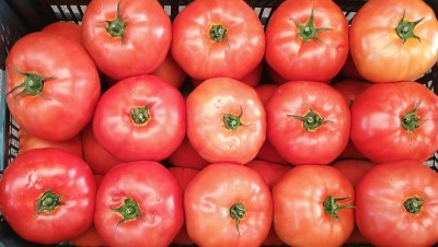 Foto Pomodori da Riso Varietà Daniela Origine Spagna Marchio Hortoventas  2