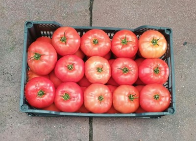 Foto Pomodori da Riso Varietà Daniela Origine Spagna Marchio Hortoventas  3