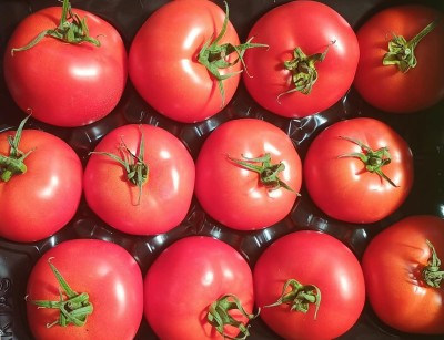 Foto Pomodoro Da Riso Origine Turchia Marchio Soy Export 2