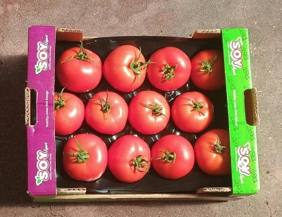 Foto Pomodoro Da Riso Origine Turchia Marchio Soy Export 3