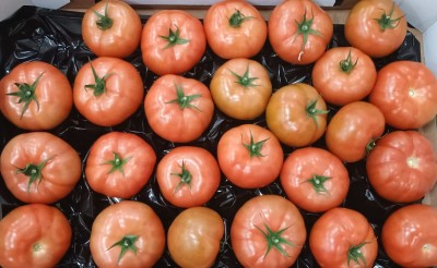 Foto Pomodoro Da Riso Origine Olanda Marchio Nero  2