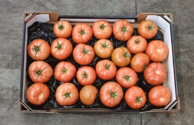 Foto Pomodoro Da Riso Origine Olanda Marchio Nero  3