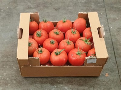 Foto Pomodoro Da Riso Origine Turchia Marchio Agri21 1