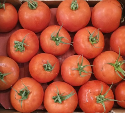 Foto Pomodoro Da Riso Origine Turchia Marchio Agri21 2