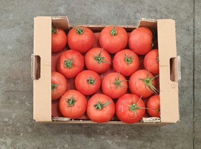 Foto Pomodoro Da Riso Origine Turchia Marchio Agri21 3