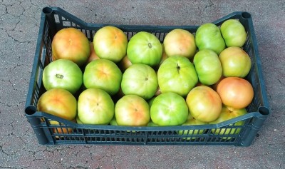 Foto Pomodori Verdi Varietà Caramba Origine Italia Marchio Pallavicino  1