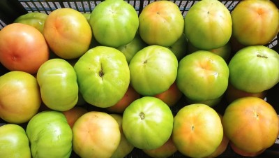 Foto Pomodori Verdi Varietà Caramba Origine Italia Marchio Pallavicino  2
