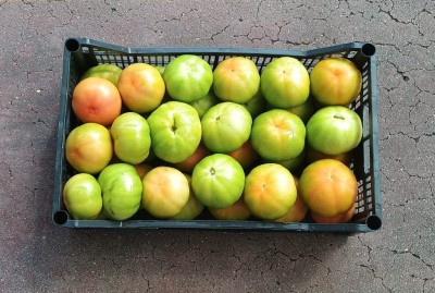 Foto Pomodori Verdi Varietà Caramba Origine Italia Marchio Pallavicino  3