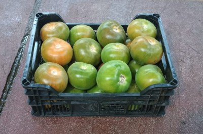 Foto Pomodori Verdi Varietà Caramba Origine Spagna Marchio Horticola de Mazarron  1