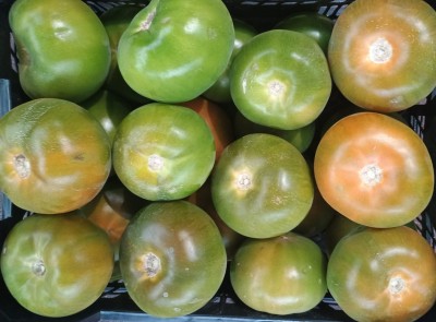 Foto Pomodori Verdi Varietà Caramba Origine Spagna Marchio Horticola de Mazarron  2